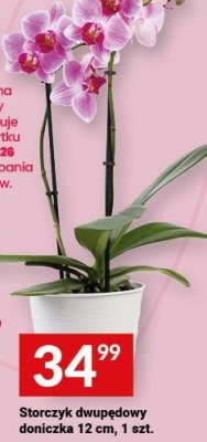 Storczyk dwupędowy doniczka 12 cm, 1 szt. promocja w Twój Market