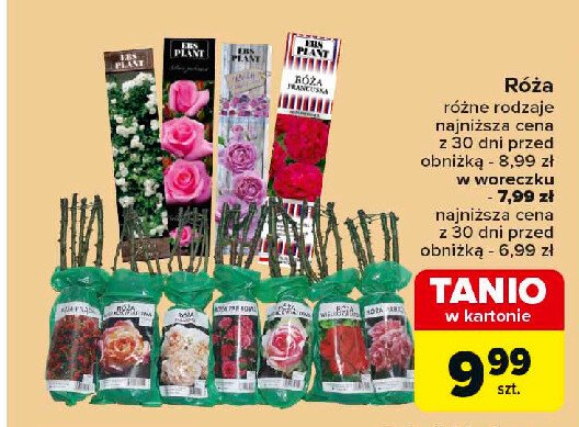 Róża w kartonie odmiany francuskie promocja