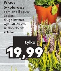 Wrzos beauty ladies 30 cm promocja