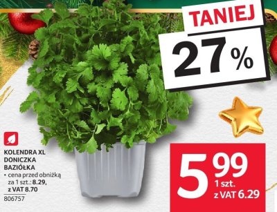 Kolendra XL doniczka bazyliowa promocja w Selgros