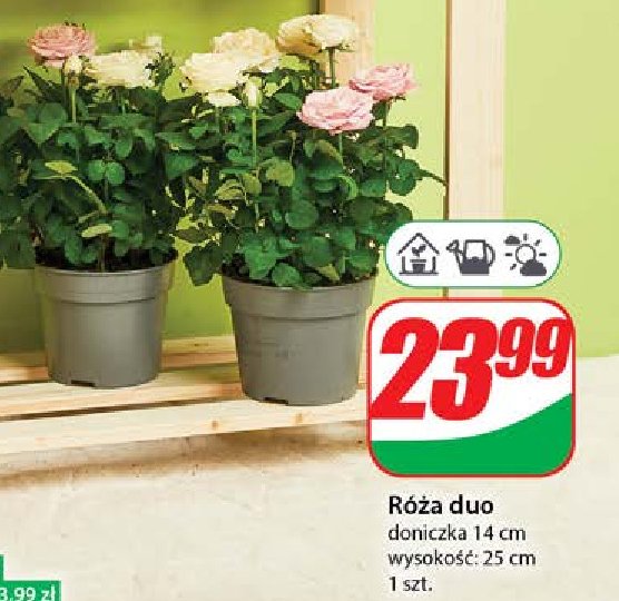 Róża duo don. 14 cm promocja