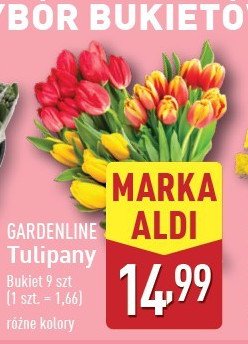 Tulipany GARDEN LINE promocja w Aldi