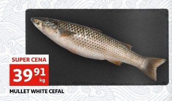 Cefal 艣wie偶y promocja