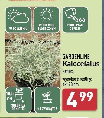 Kalocefalus 20 cm GARDEN LINE promocja