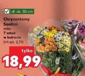 Chryzantemy santini 50 cm promocja