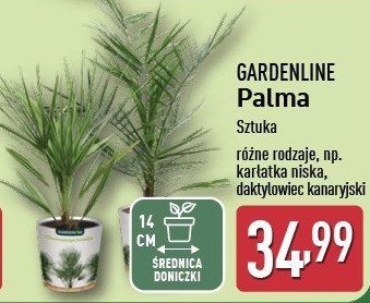 Daktylowiec kanaryjski GARDEN LINE promocja