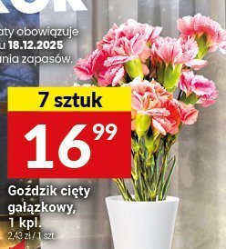 Goździk cięty wielkokwiatowy, 1 kpl. promocja w Twój Market