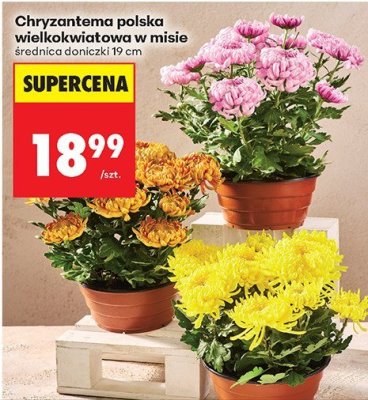 Chryzantema polska wielkokwiatowa w misie średnica doniczki 19 cm promocja w Biedronka