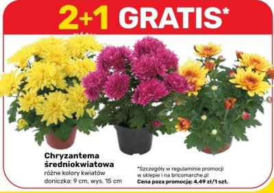 Chryzantema promocja w Bricomarche