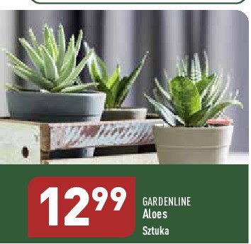 Aloes don. 12 cm GARDEN LINE promocja