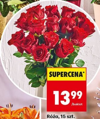 Róża 15 szt. promocja w Biedronka