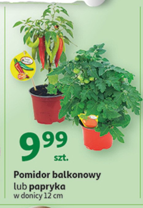 Pomidor balkonowy promocja