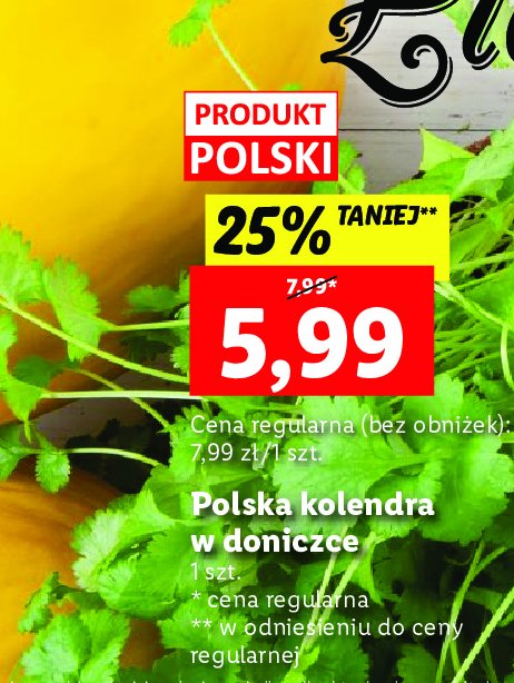 Kolendra doniczka SANTA MARIA SWEDEPONIC promocja