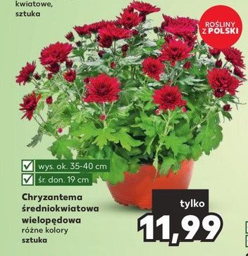 Chryzantema 艣redniokwiatowa 35 cm promocja