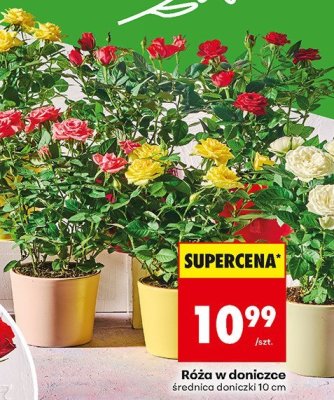 Róża w doniczce promocja w Biedronka