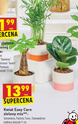 Chamadeora don. 9 cm promocja