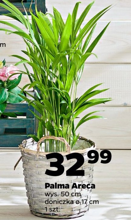 Palma areca don. 17 cm promocja