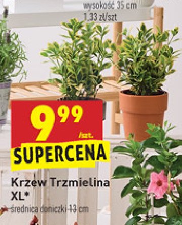 Krzew trzmielina xl promocja