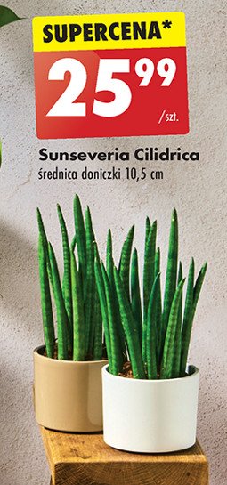 Sunseveria promocja