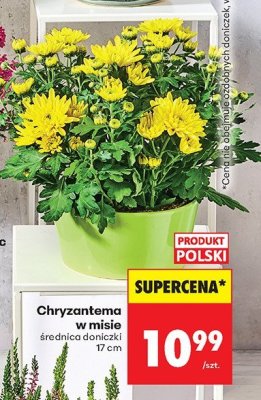 Chryzantema promocja w Biedronka