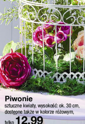Piwonie promocja