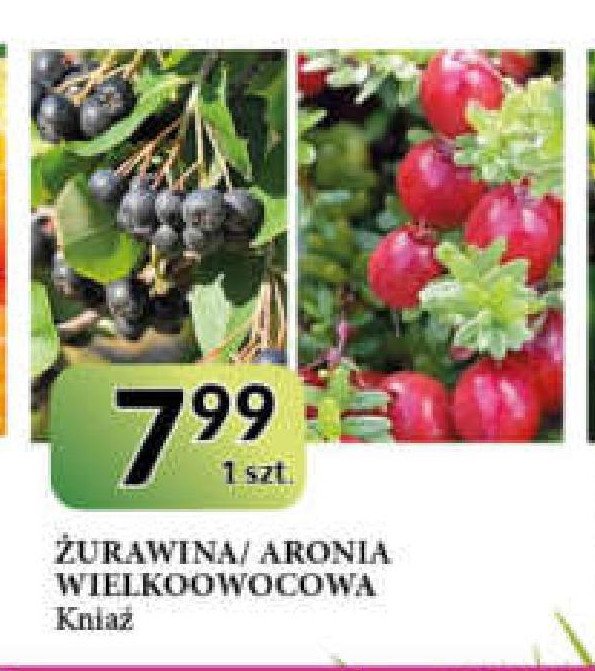 Zurawina Kniaź promocja