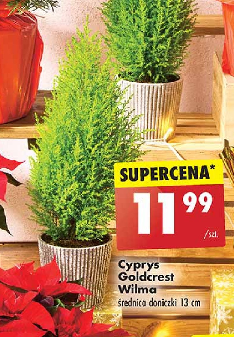 Cyprys gold crest wilma promocja