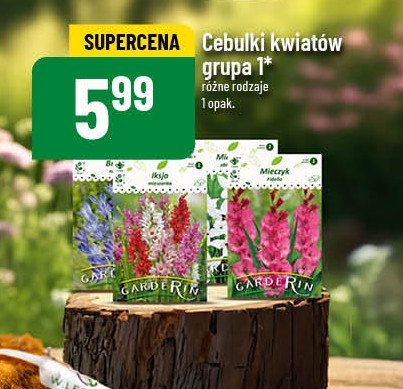 Cebulki kwiatów grupa 1 Garderin promocja