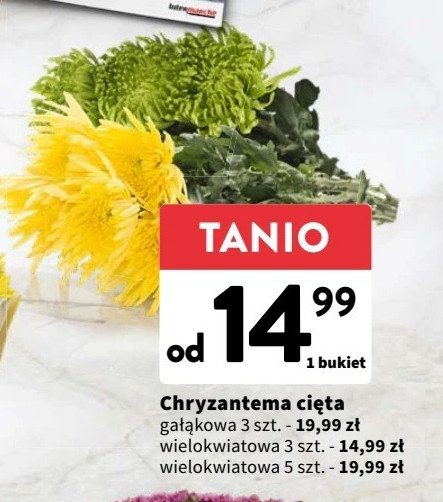 Chryzantema ci臋ta ga艂膮kowa promocja