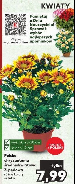Chryzantema średniokwiatowa w doniczce 12 cm promocja
