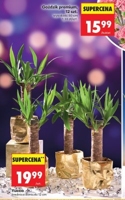 Yucca średnica doniczki 12 cm promocja w Biedronka
