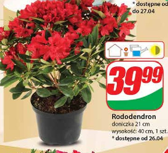 Rododendron w donicy 21 cm promocja