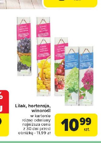 Hortensja promocja w Carrefour