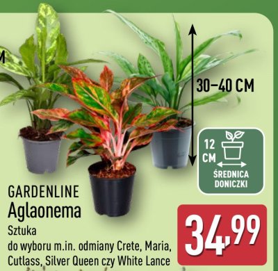  Aglaonema  promocja w Aldi