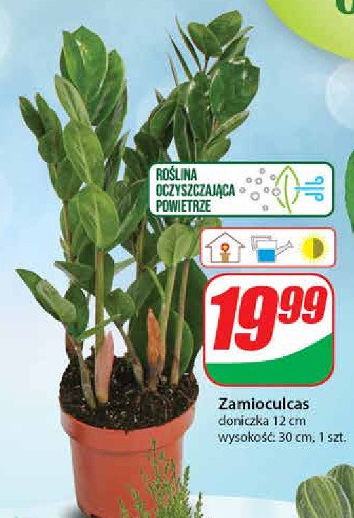 Zamioculas promocja