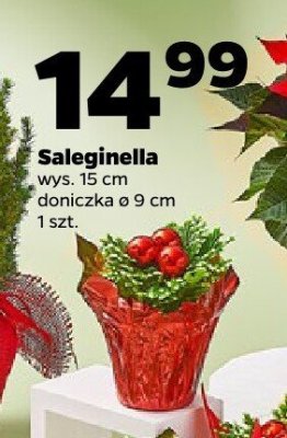 Saleginella promocja w Netto