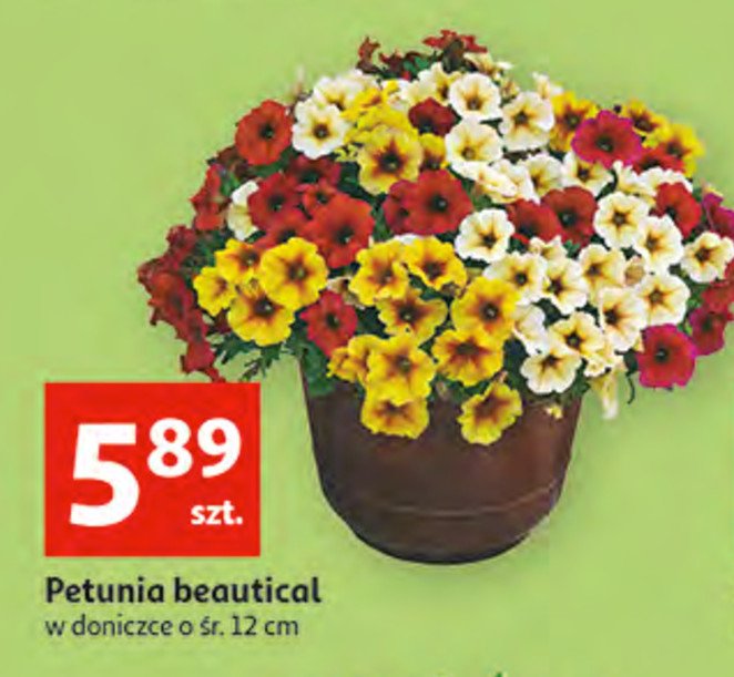 Petunia beautical 12 cm promocje