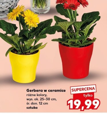 Gerbera w ceramice różne kolory promocja w Kaufland