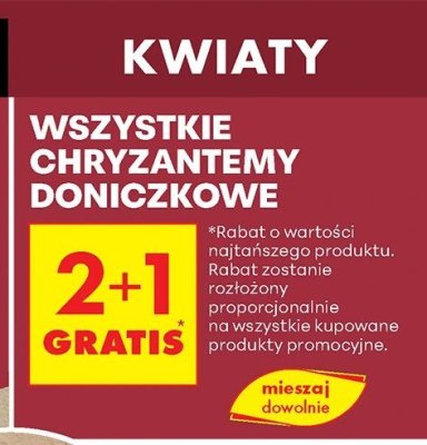 Wszystkie chryzantemy doniczkowe 2+1 gratis promocja w Biedronka
