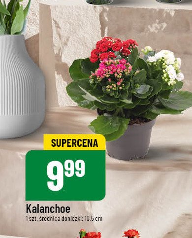 Kalanchoe promocja