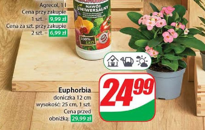 Euphorbia 12 cm promocja w Dino