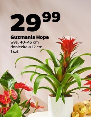 Guzmania Hope roślina doniczkowa wys. 40-45 cm doniczka ø 12 cm promocja w Netto