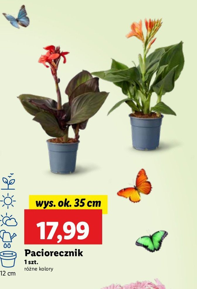 Paciorecznik 12 cm promocja