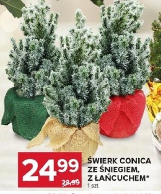 Świerk Conica ze świeceniem, z łańcuchem promocja w Stokrotka