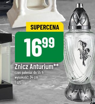 Znicz anturium promocja w POLOmarket