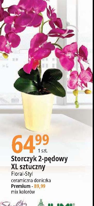 Storczyk premium xxl FLORAL-STYL promocja