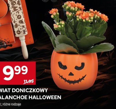 Kwiat doniczkowy Kalanchoe Halloween promocja w Stokrotka