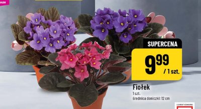 Fiołek 1 szt, średnica doniczki 12 cm promocja w POLOmarket