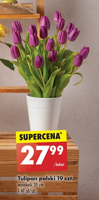 Tulipan polski 35 cm promocja