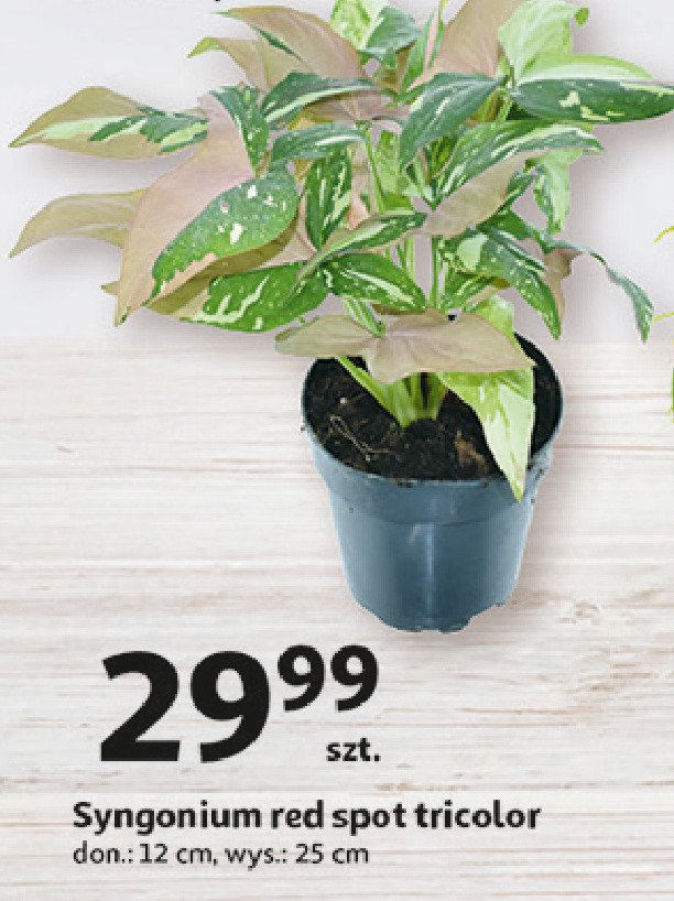 Syngonium red spot tricolor don 12 cm promocja